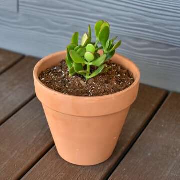 Tropical House Plant Potting Mix (2 Quarts); for All Types of Indoor House Plants