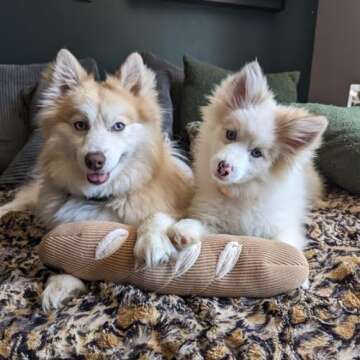 CHEWFFON Interactive Dog Puzzle Toys - Enrichment Snuffle Toys for Stress Relief, Encourages Instinctual Foraging in Small, Medium & Large Dogs