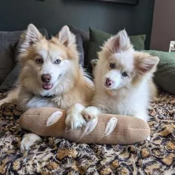 CHEWFFON Interactive Dog Puzzle Toys - Enrichment Snuffle Toys for Stress Relief, Encourages Instinctual Foraging in Small, Medium & Large Dogs