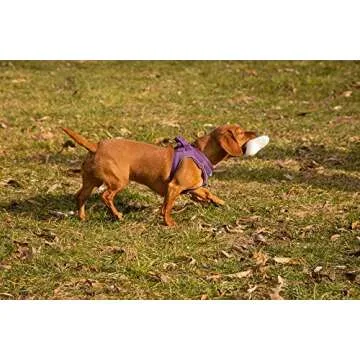 Pata Pal Eco-Friendly Durable Squeaky Dog & Puppy Pet Chew Toy for, Training, Teething and Exercise (T-Bone)