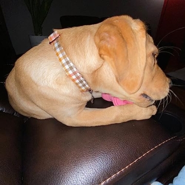 Fall Dog Collar Yellow Plaid Adjustable for Medium Dogs