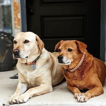 Fall Dog Collar Yellow Plaid Adjustable for Medium Dogs