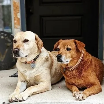 Fall Dog Collar Yellow Plaid Adjustable for Medium Dogs