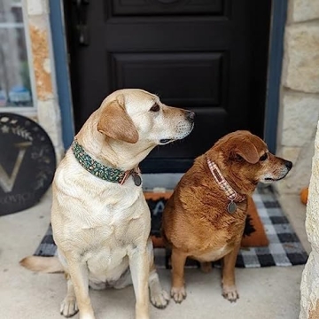 Fall Dog Collar Yellow Plaid Adjustable for Medium Dogs