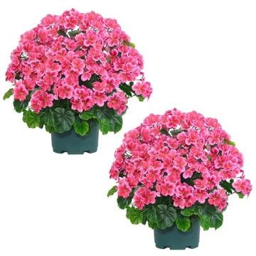 QIANYUN Artificial Topiary - 20” Potted UV Resistant Geraniums in Dark Pink