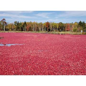 Fresh Maine Cranberries - 12 oz for Sauces and More
