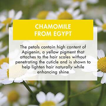 Klorane Shampoo with Chamomile for Blonde Hair, Enhances highlights, brightens blonde hair, Paraben, Hydrogen Peroxide, Ammonia, SLS Free, 13.5 Fl Oz (Pack of 1)