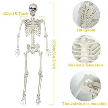 5.4Ft Halloween Skeleton with Movable Joints for Decor
