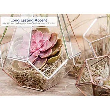 Royal Imports Dried Spanish Moss for Crafts and Gardening