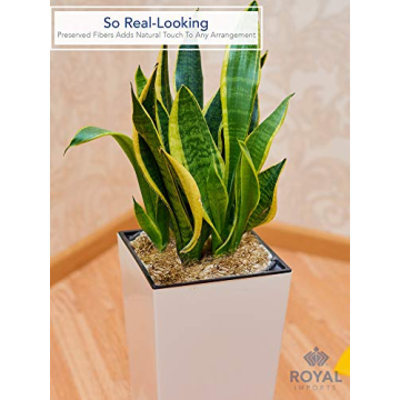 Royal Imports Dried Spanish Moss for Crafts and Gardening