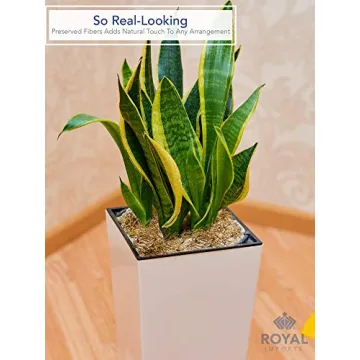 Royal Imports Dried Spanish Moss for Crafts and Gardening