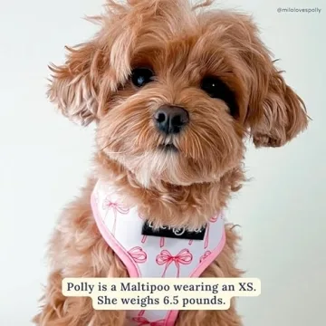 Stylish Reversible Dog Harness for All Sizes - Lucy & Co