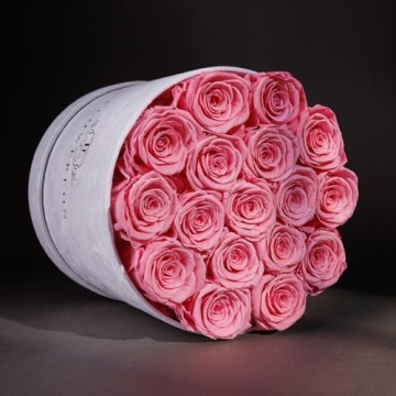 Forever Real Roses in Suede Box - 17-Piece Roses in a Box - Real Preserved Roses That Last Over a Year - Preserved Flowers for Delivery Prime - Valentine's Day, Birthday, Mother's Day (Light Pink)