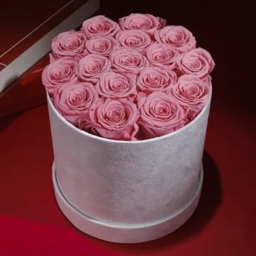 Forever Real Roses in Suede Box - 17-Piece Roses in a Box - Real Preserved Roses That Last Over a Year - Preserved Flowers for Delivery Prime - Valentine's Day, Birthday, Mother's Day (Light Pink)