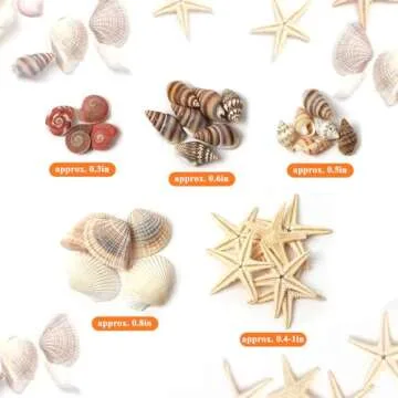 HAPY SHOP 1200 Pieces Tiny Sea Shells and Starfish for Crafting