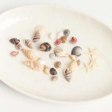 HAPY SHOP 1200 Pieces Tiny Sea Shells and Starfish for Crafting