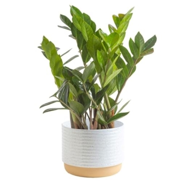 Costa Farms ZZ Plant - Indoor Houseplant for Any Home