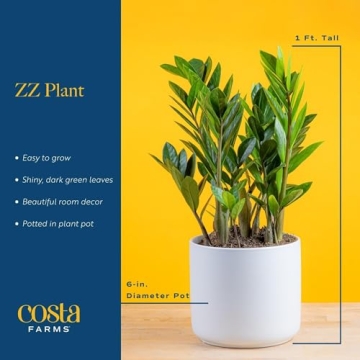 Costa Farms ZZ Plant - Indoor Houseplant for Any Home