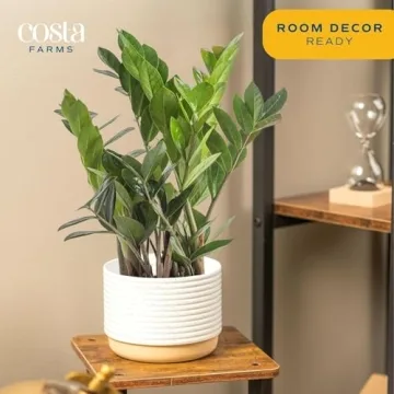 Costa Farms ZZ Plant - Indoor Houseplant for Any Home
