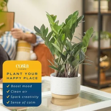 Costa Farms ZZ Plant - Indoor Houseplant for Any Home