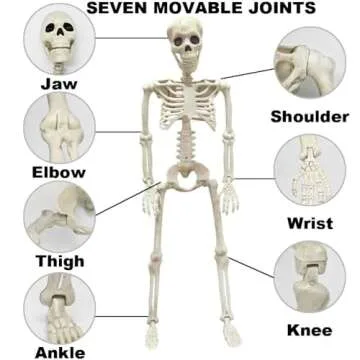 36" Full Body Movable Skeleton for Halloween Decor