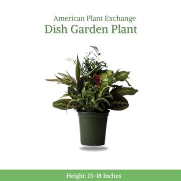 American Plant Exchange Live Dish Garden Assorted Foliage Plants, Ideal for Home and Garden Decor, 6...