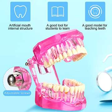 Outus Dental Implant Teeth Model for Education and Research