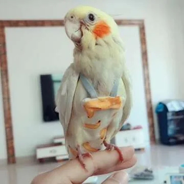 Comfortable Bird Diapers for Small Pets - 6 Pack