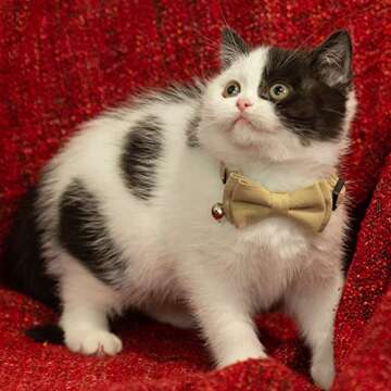 Gyapet Cat Collar Breakaway Bowtie Safety with Bell Adjustbale Kitten Puppy Solid Plaid Color Set A-[2pcs] Pink & Blue