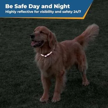 GoTags Reflective Custom Dog Collar with Embroidery