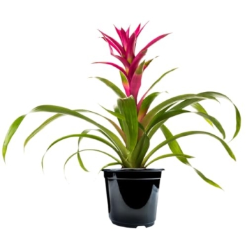 Vibrant Bromeliad Guzmania for Home Decoration