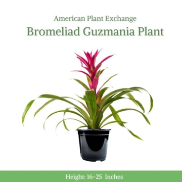 Vibrant Bromeliad Guzmania for Home Decoration