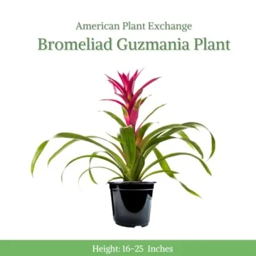 Vibrant Bromeliad Guzmania for Home Decoration