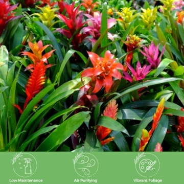 Vibrant Bromeliad Guzmania for Home Decoration
