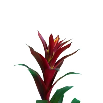 Vibrant Bromeliad Guzmania for Home Decoration