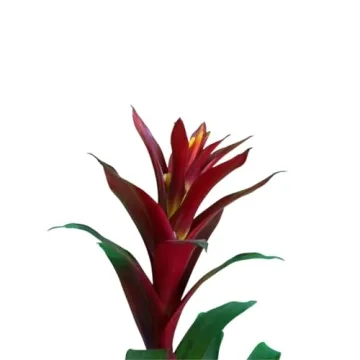 Vibrant Bromeliad Guzmania for Home Decoration