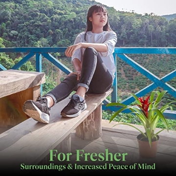 Vibrant Bromeliad Guzmania for Home Decoration