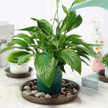 QDBNW Plant Saucers 12 inch of 3 Pack Brown Heavy Duty Plastic Large Plant Drip Trays for Pot Indoor Outdoor Plant Water Catcher Trays