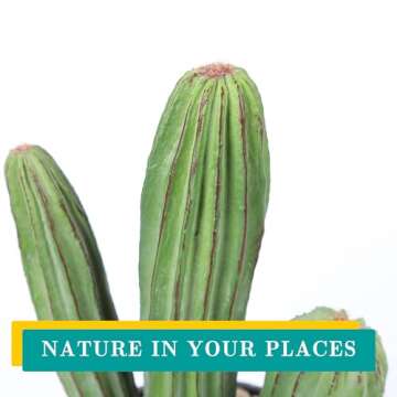 Huisezing 11" Artificial Cactus for Home and Office Decor