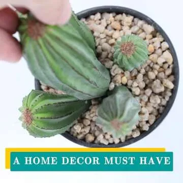 Huisezing 11" Artificial Cactus for Home and Office Decor