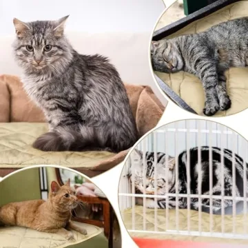 Self Heating Cat & Dog Pads - 4 Pack