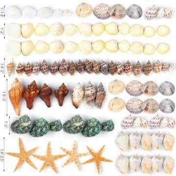 80+ Pcs Natural Seashells and Mixed Starfish for Unique Decor and Crafts
