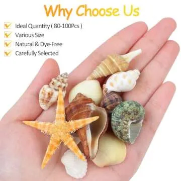 80+ Pcs Natural Seashells & Starfish for DIY Crafts