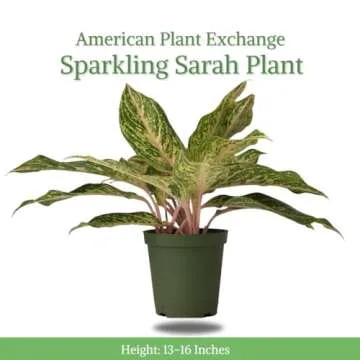 Aglaonema Sparkling Sarah: Stunning Low Light Indoor Plant