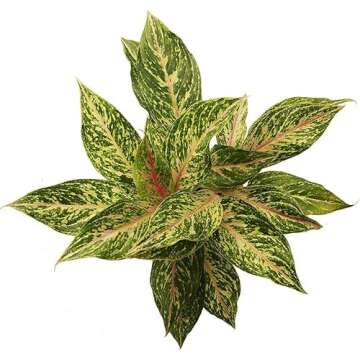 Aglaonema Sparkling Sarah - Elegant Indoor Air Purifying Plant