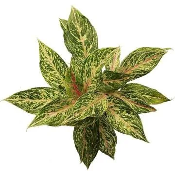 Aglaonema Sparkling Sarah - Elegant Indoor Air Purifying Plant