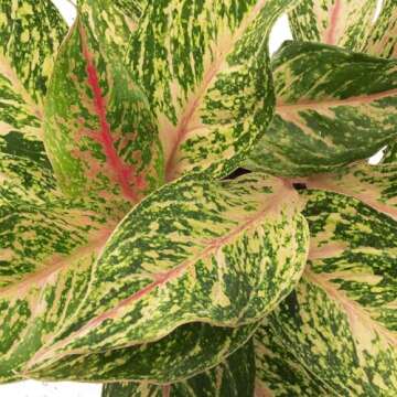Aglaonema Sparkling Sarah - Elegant Indoor Air Purifying Plant