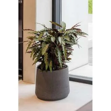 Pottery Pots Petite Black Washed Planter for Home & Garden