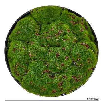 Macomine Moss Bowl - Stylish 8" Artificial Home Décor