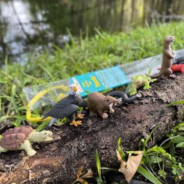 Safari Ltd. River Ecosystem TOOB - Figurines of Bald Eagle, Beaver, Alligator & More - Fun Education...